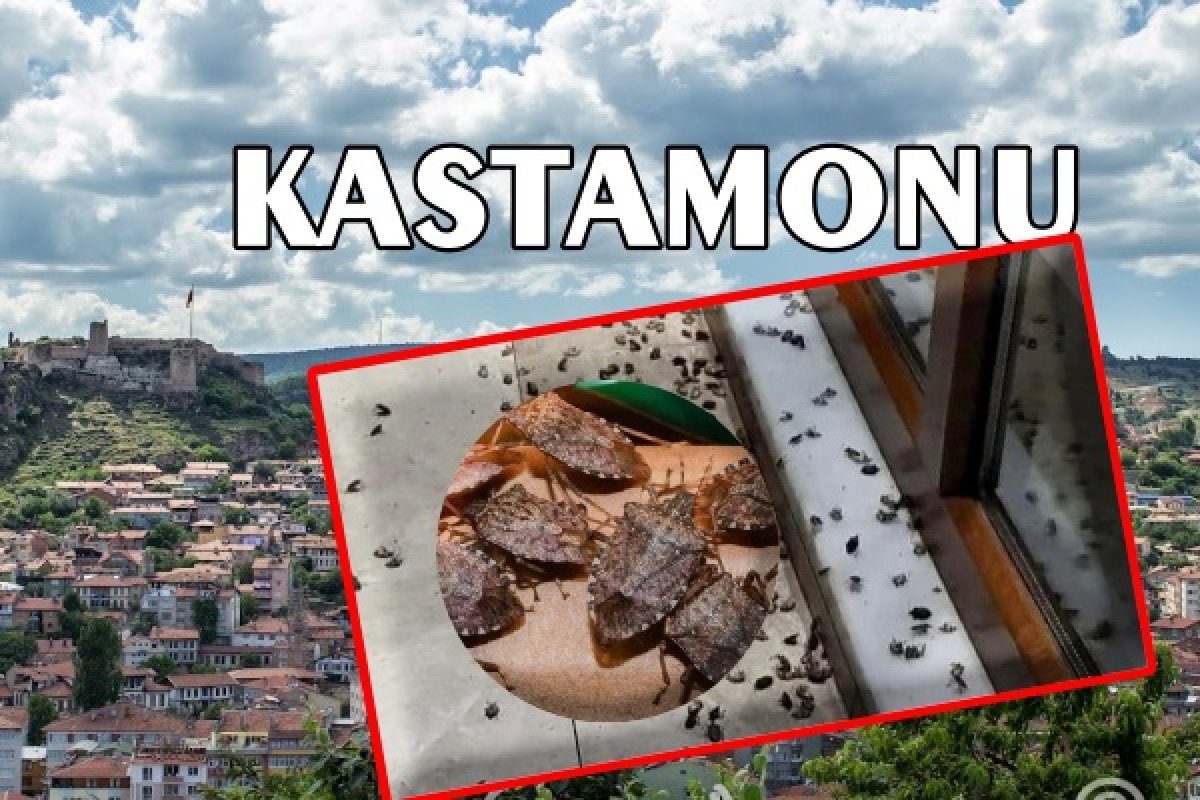 Kastamonu'da  Alarm İstilacı Zararlı Artık Şehir Merkezinde!
