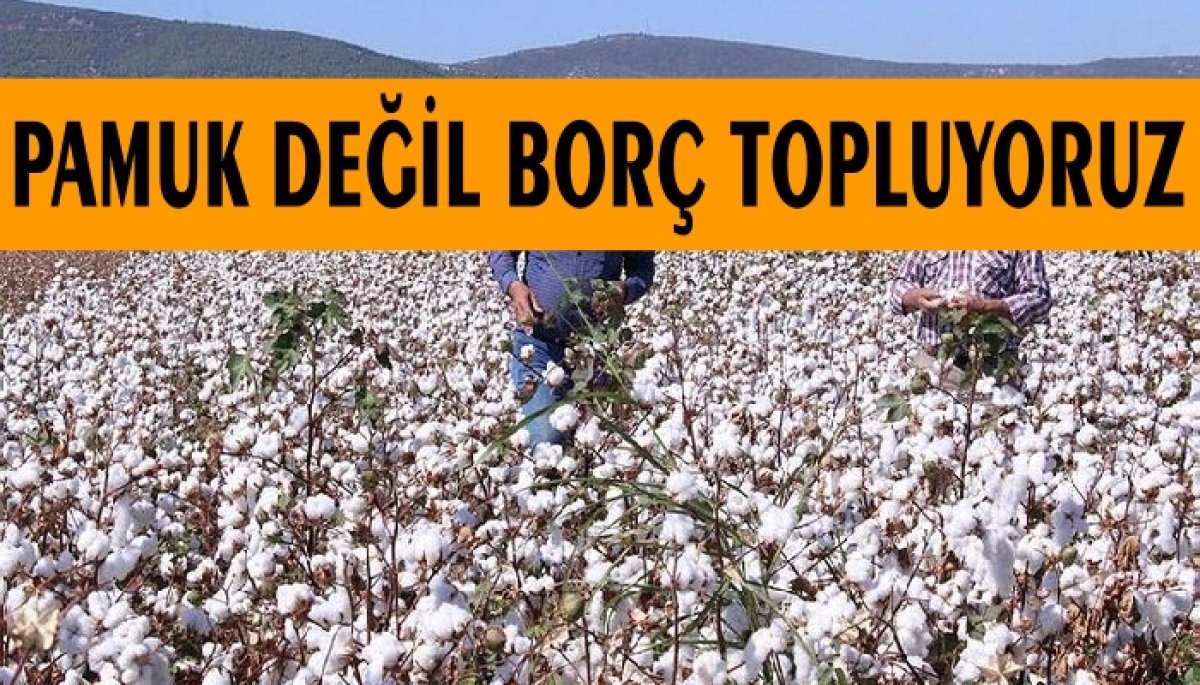 BEYAZ ALTIN OLDU BEYAZ DERT 