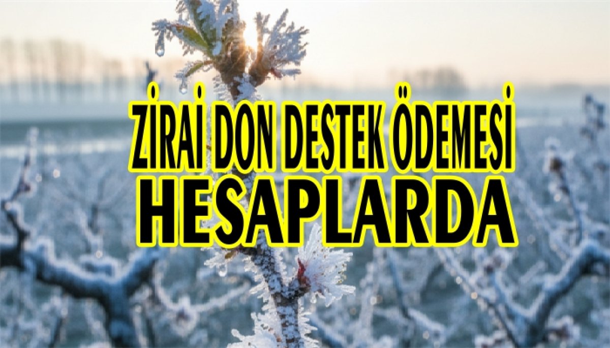 6 MİLYAR 495 MİLYON ZİRAİ DON DESTEK ÖDEMESİ 