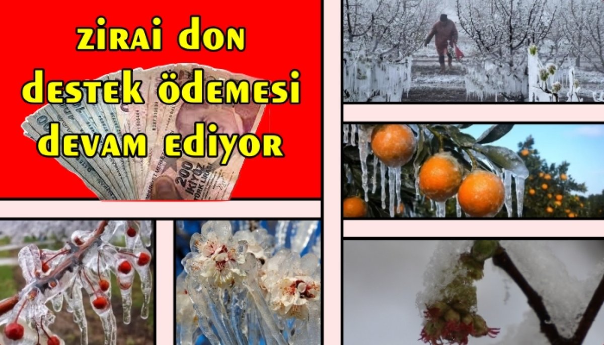 Çiftçiye Zirai Don Desteği Ödemeleri Devam Ediyor 