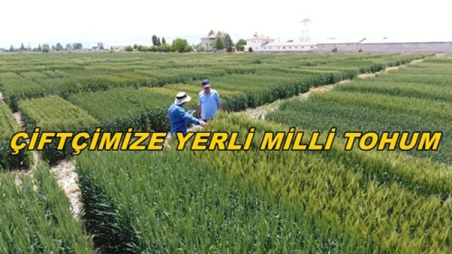 Türk Çiftçisine Yerli ve Milli 3 Yeni Buğday Çeşidi