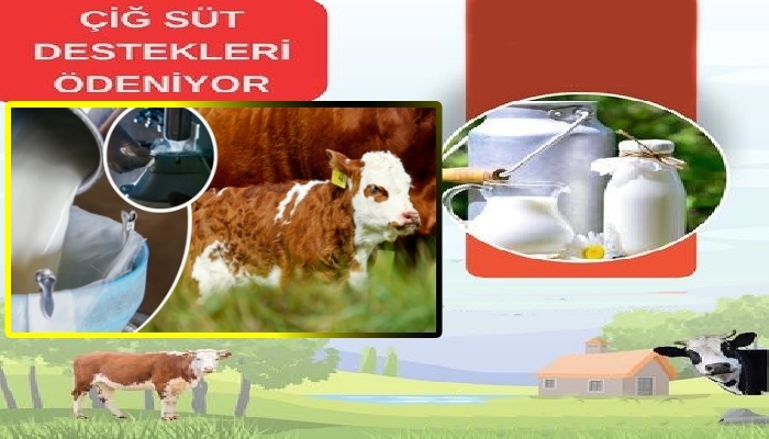 Çiğ Süt Destekleri ve Buzağı Ödemeleri Başlıyor
