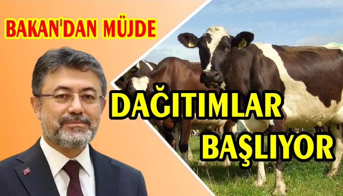 60 BİN HAYVAN ÜRETİCİLERE DAĞITILACAK