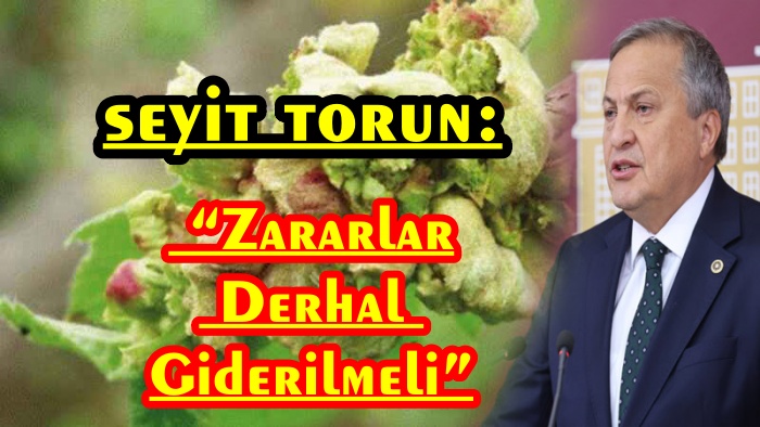 Seyit Torun ; “Fındıkta %100’e Varan Kayıp”