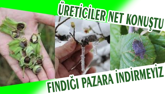 ÜRETİCİ İSTEDİĞİ FİYATI BULAMAZSA FINDIĞI PAZARA İNDİRMEYECEK !