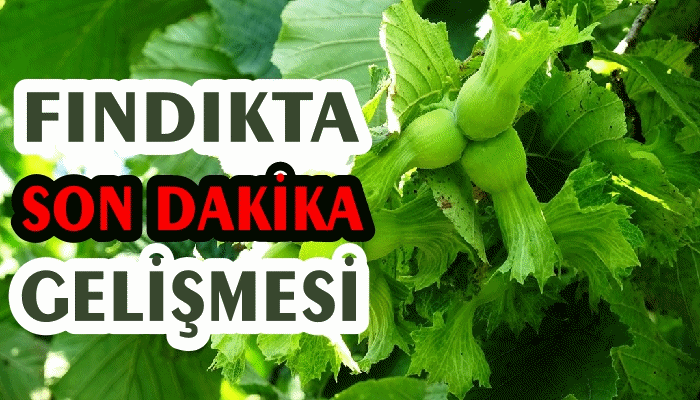 FINDIK FİYATI İÇİN GERİ SAYIM BAŞLADI !
