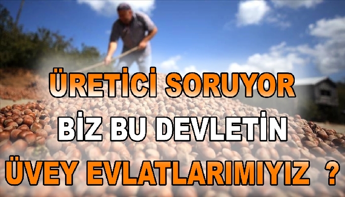 FINDIK ÜRETİCİSİ TEPKİLİ